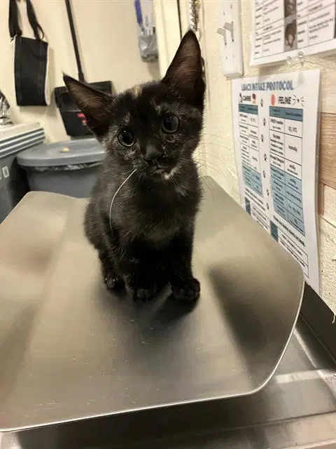 Little Bat - Domestic Short Hair