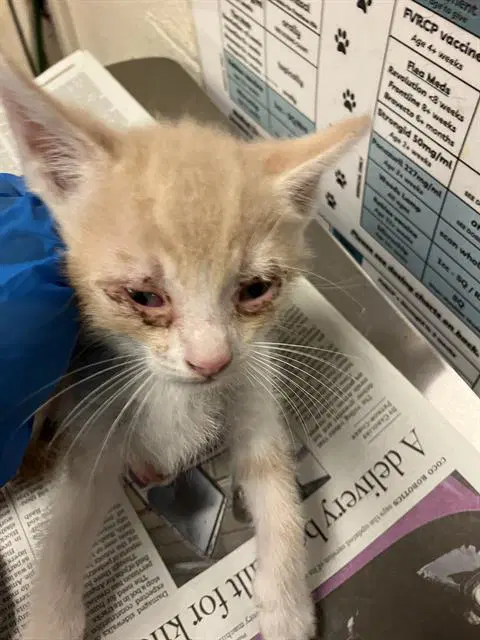 Tofu - Domestic Short Hair
