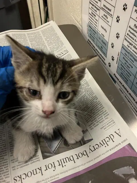 Mochi - Domestic Short Hair