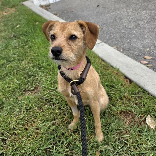 Beignet - Terrier