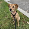 *BEIGNET — Long Beach, CA Adoption