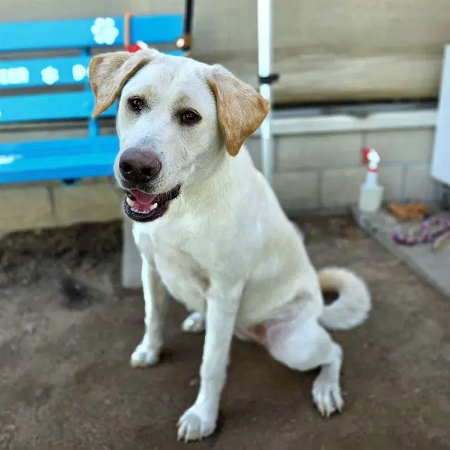 Charlotte - Labrador Retriever