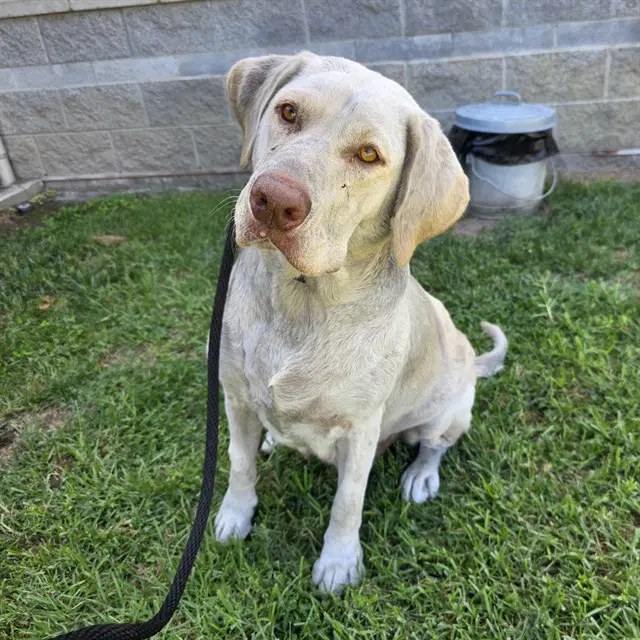 Catherine - Labrador Retriever