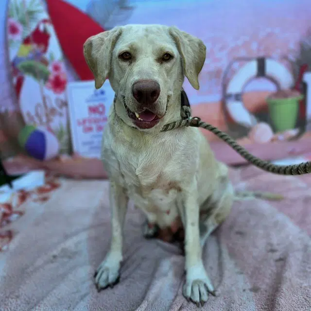 Catherine - Labrador Retriever