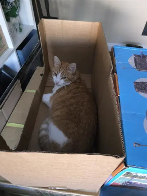 Luke - Domestic Medium Hair