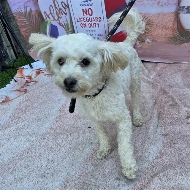 Jack - Poodle (Miniature)