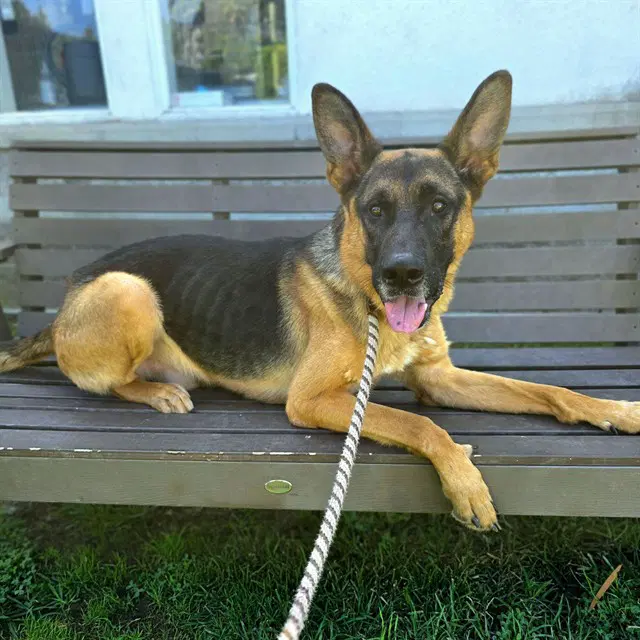 Mason - German Shepherd Dog