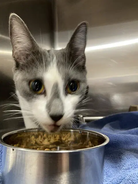 Euna - Domestic Short Hair