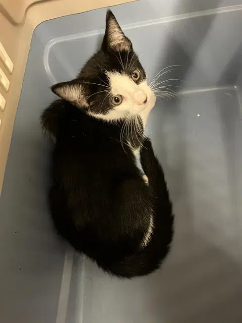 Mora - Domestic Short Hair