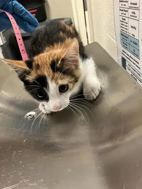 Miel - Domestic Short Hair