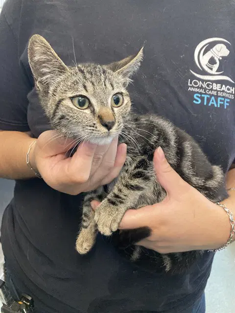 Unknown - Domestic Short Hair