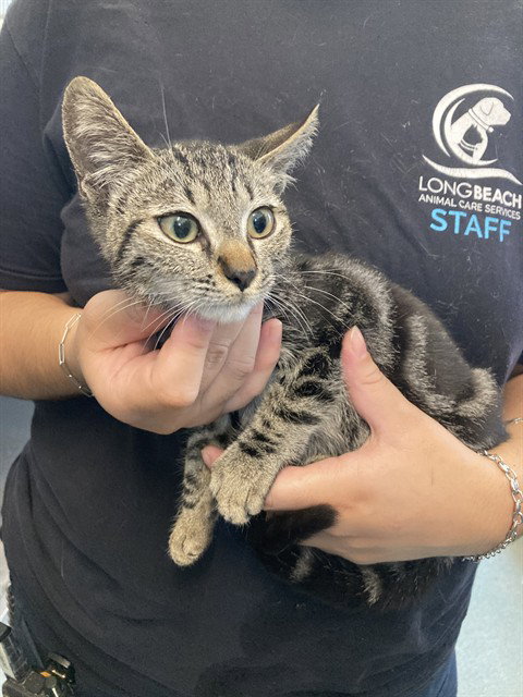 *JERRY, a cat for adoption from Long Beach Animal Care Services