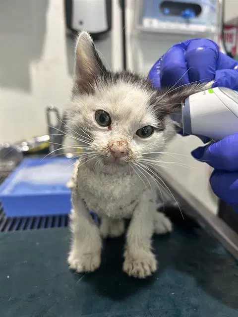 Anini - Domestic Short Hair