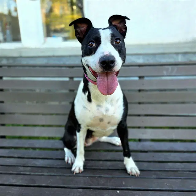 Carpe Diem - Pit Bull Terrier