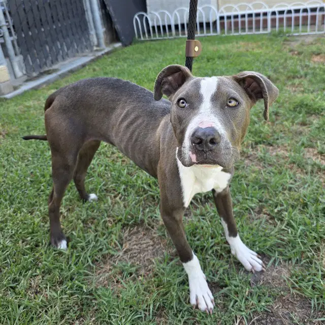 Cali - Pit Bull Terrier