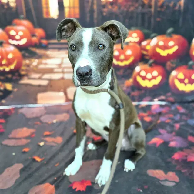Cali - Pit Bull Terrier