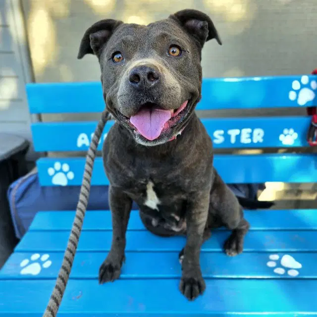 Lacey - Staffordshire Bull Terrier