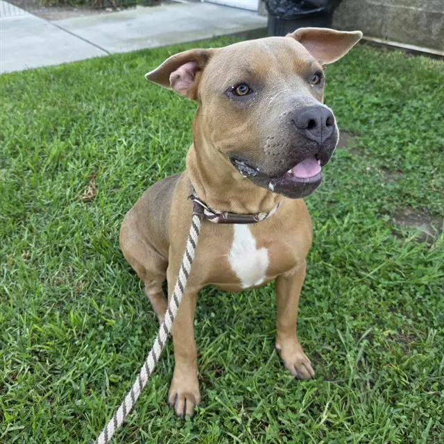 Papa John - Pit Bull Terrier