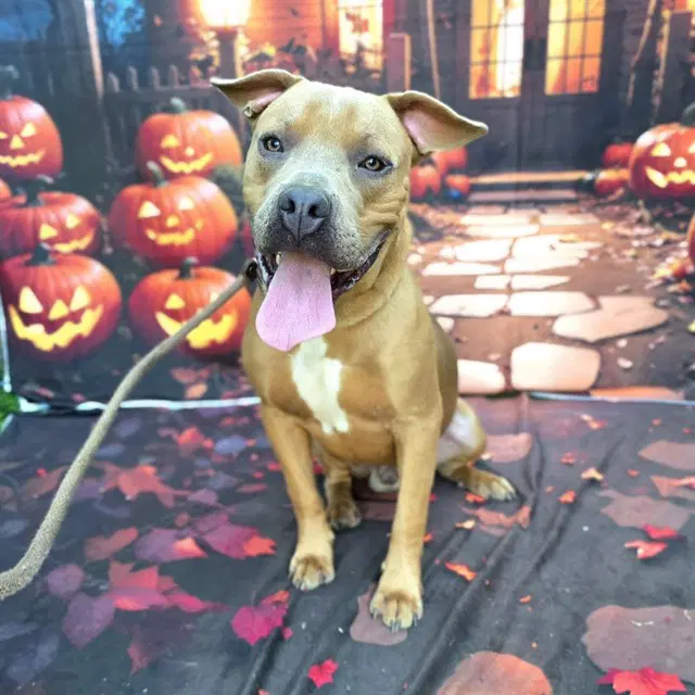 Papa John - Pit Bull Terrier
