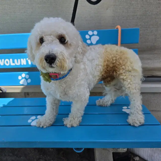 Snoopy - Poodle (Miniature)