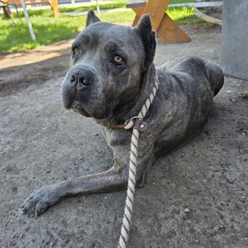 Bentley, Mastiff / Mixed (medium coat)