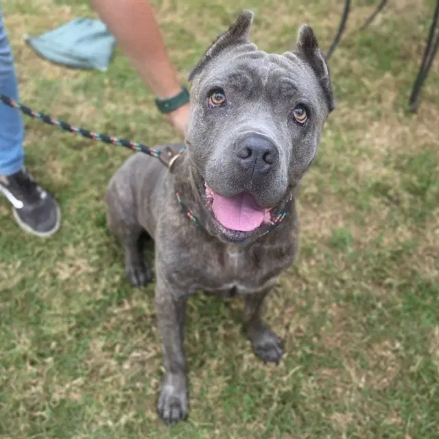 Bentley - Mastiff