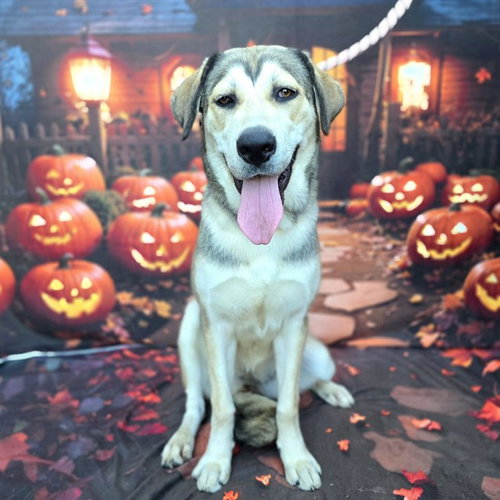 *AMBERLYN, a dog for adoption from Long Beach Animal Care Services