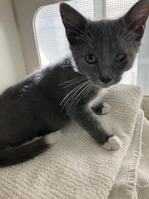 *CHEVY, a cat for adoption from Long Beach Animal Care Services
