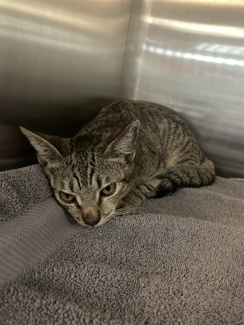 *YUKI, a cat for adoption from Long Beach Animal Care Services