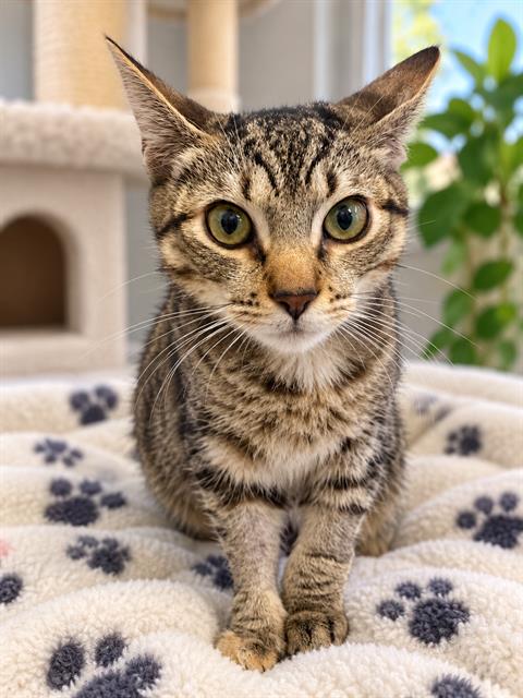 Yuki, Domestic Short Hair (medium coat)