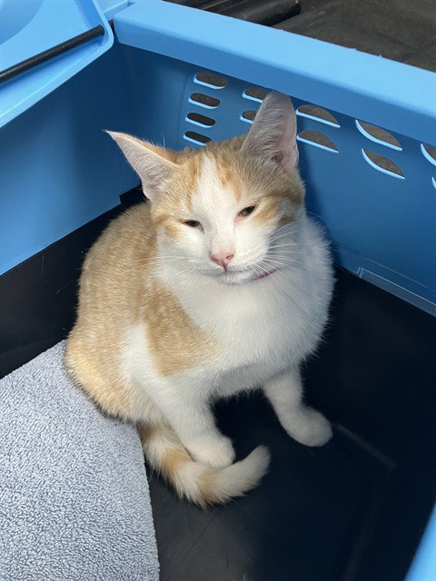 A767523, a cat for adoption from Long Beach Animal Care Services