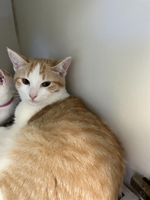 Jamie, Domestic Short Hair (medium coat)
