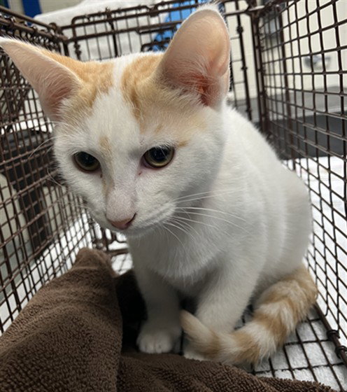 A767524, a cat for adoption from Long Beach Animal Care Services