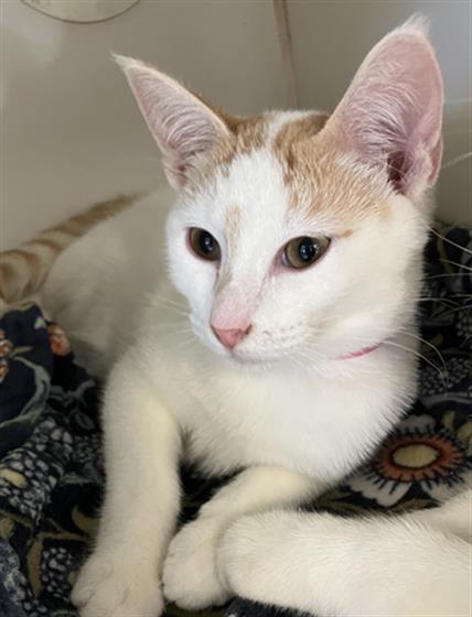 Jessica, Domestic Short Hair (medium coat)