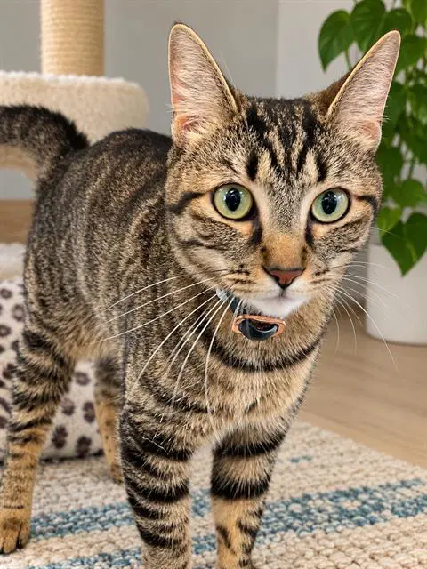 Willow - Domestic Short Hair