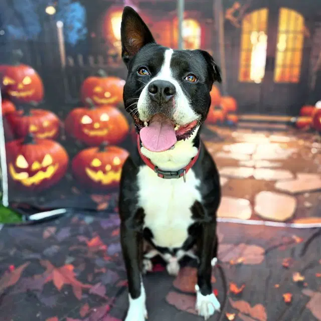 Biggy - Pit Bull Terrier
