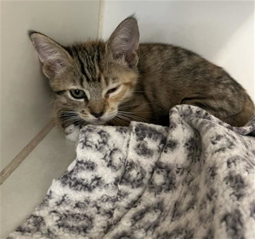 *MARS, a cat for adoption from Long Beach Animal Care Services