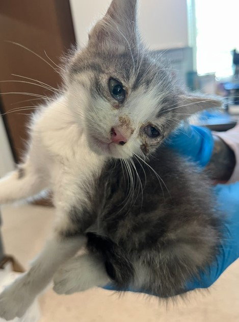 *COSMIC, a cat for adoption from Long Beach Animal Care Services