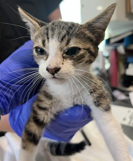 *CIDER, a cat for adoption from Long Beach Animal Care Services