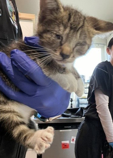 *COPPER, a cat for adoption from Long Beach Animal Care Services