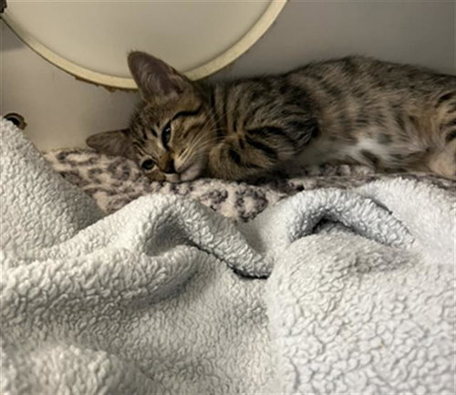 *CINNAMON, a cat for adoption from Long Beach Animal Care Services