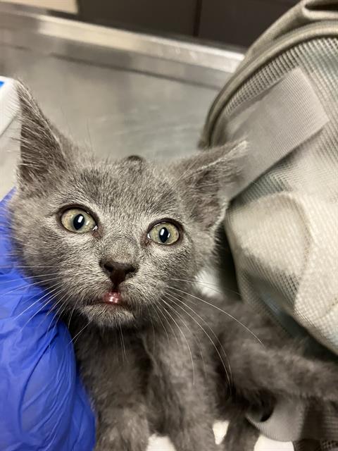 *TWILIGHT SPARKLE, a cat for adoption from Long Beach Animal Care Services