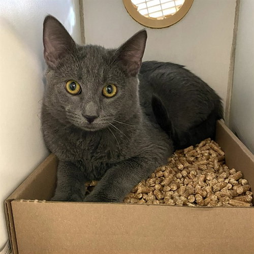 Twilight Sparkle, Domestic Short Hair (medium coat)