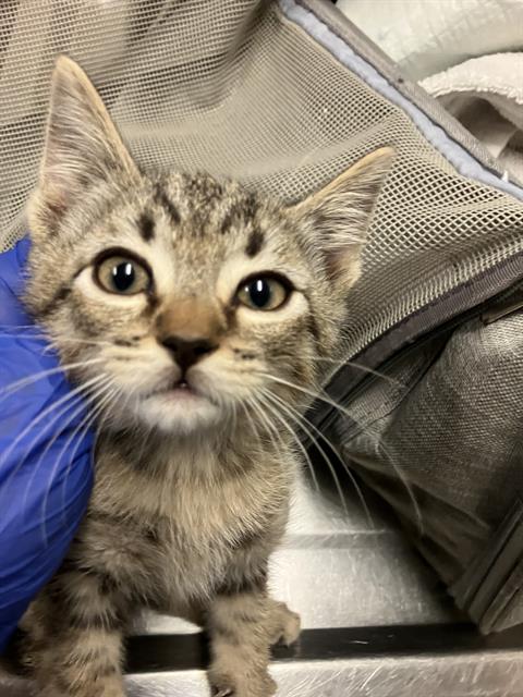 *SPIKE, a cat for adoption from Long Beach Animal Care Services