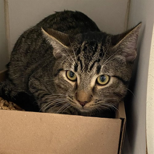 Spike, Domestic Short Hair (medium coat)