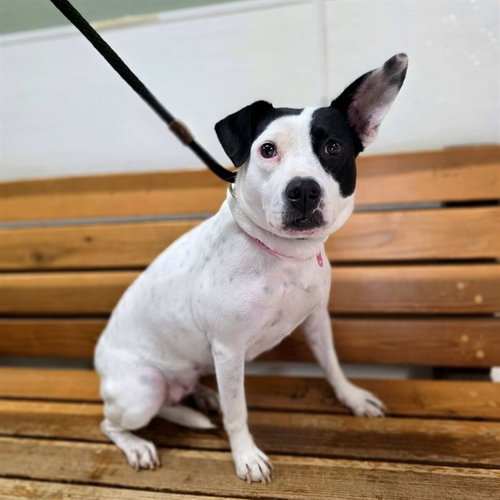 *CALISTA, a dog for adoption from Long Beach Animal Care Services