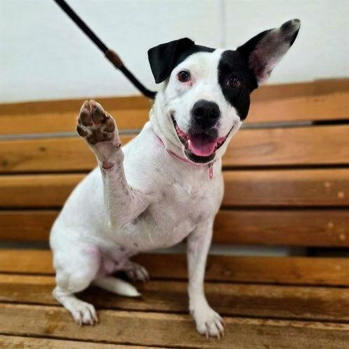 Calista, Pit Bull Terrier / Jack Russell Terrier (Parson Russell Terrier) / Mixed (medium coat)