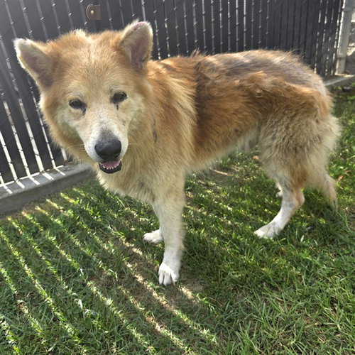 *STERLING, a dog for adoption from Long Beach Animal Care Services