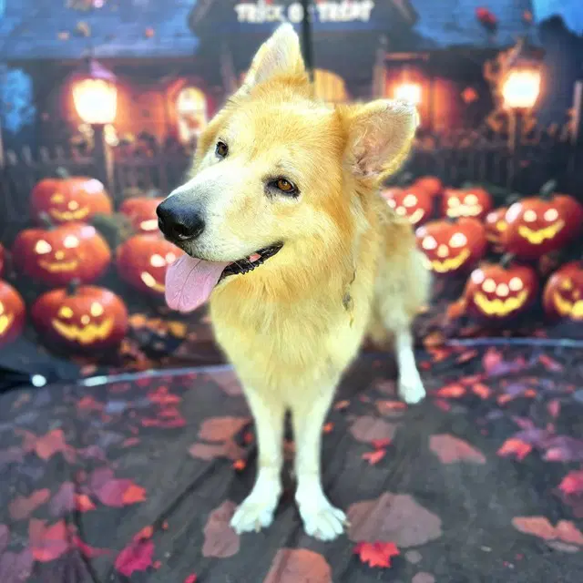 Sterling - German Shepherd Dog