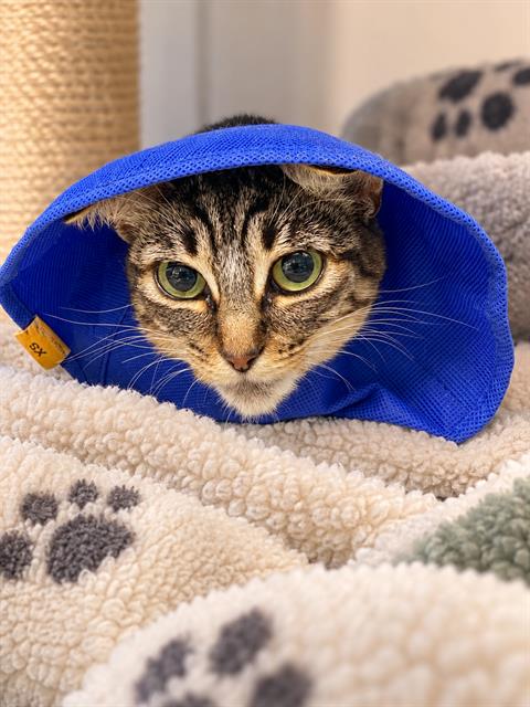 *RUMI, a cat for adoption from Long Beach Animal Care Services